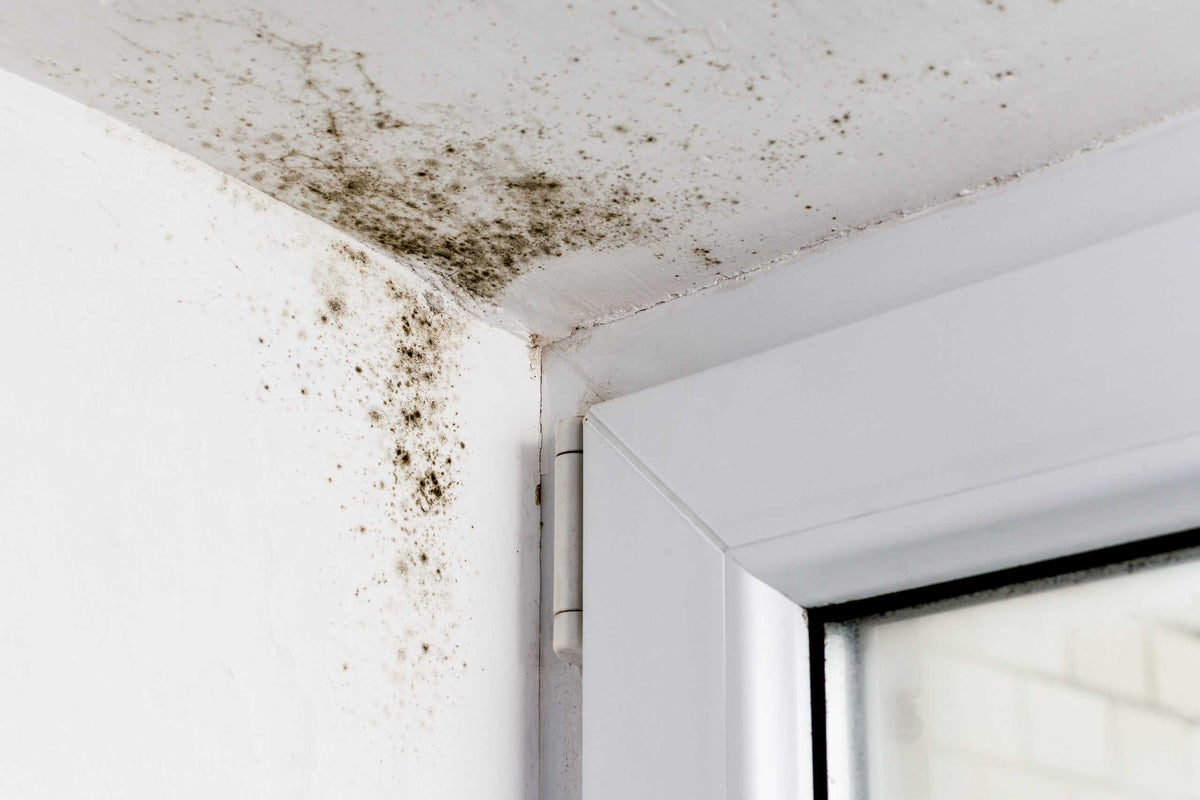 Warum bildet sich schimmel in meinem zuhause und wie werde ich ihn los?