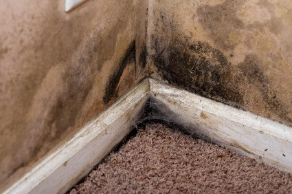 Behandlung und Vorbeugung von Schimmel in feuchten Räumlichkeiten